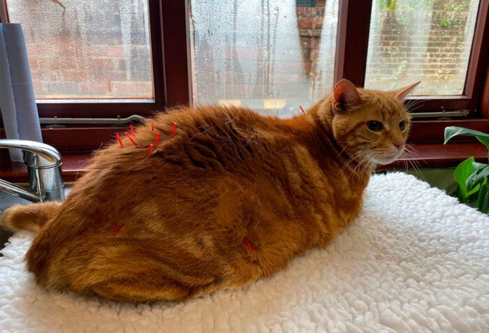 acupuncture cats