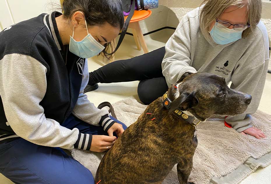 acupuncture dogs