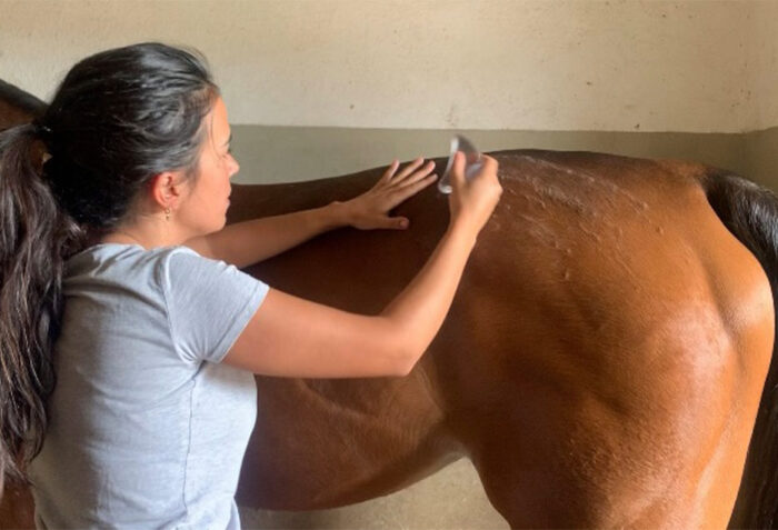 acupuncture horses