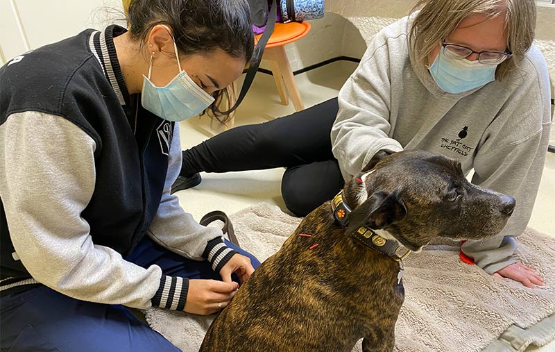 veterinary hampshire